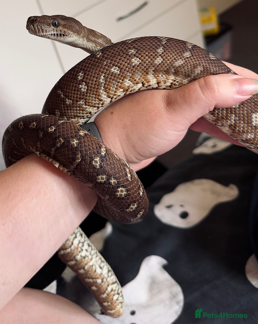 Python Snake reptiles for sale: CB23 Female Morelia Bredli - Image 2