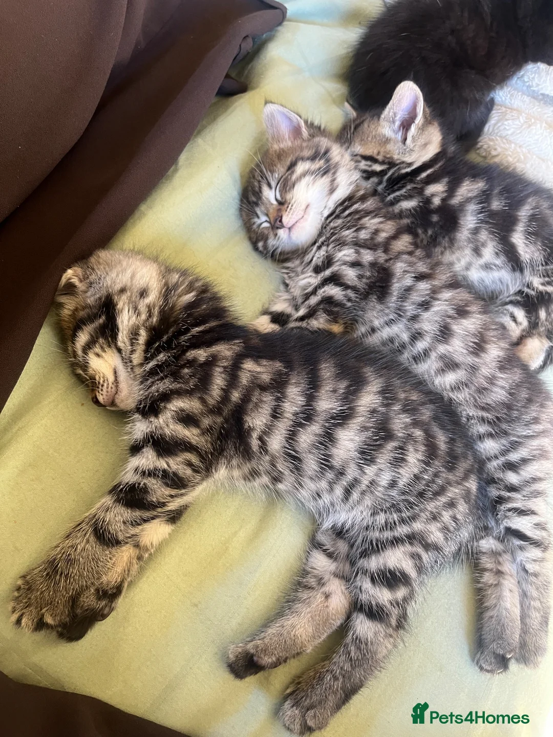 Mixed Breed cats for sale: 2 tabby kittens  in Boston - Advert 4