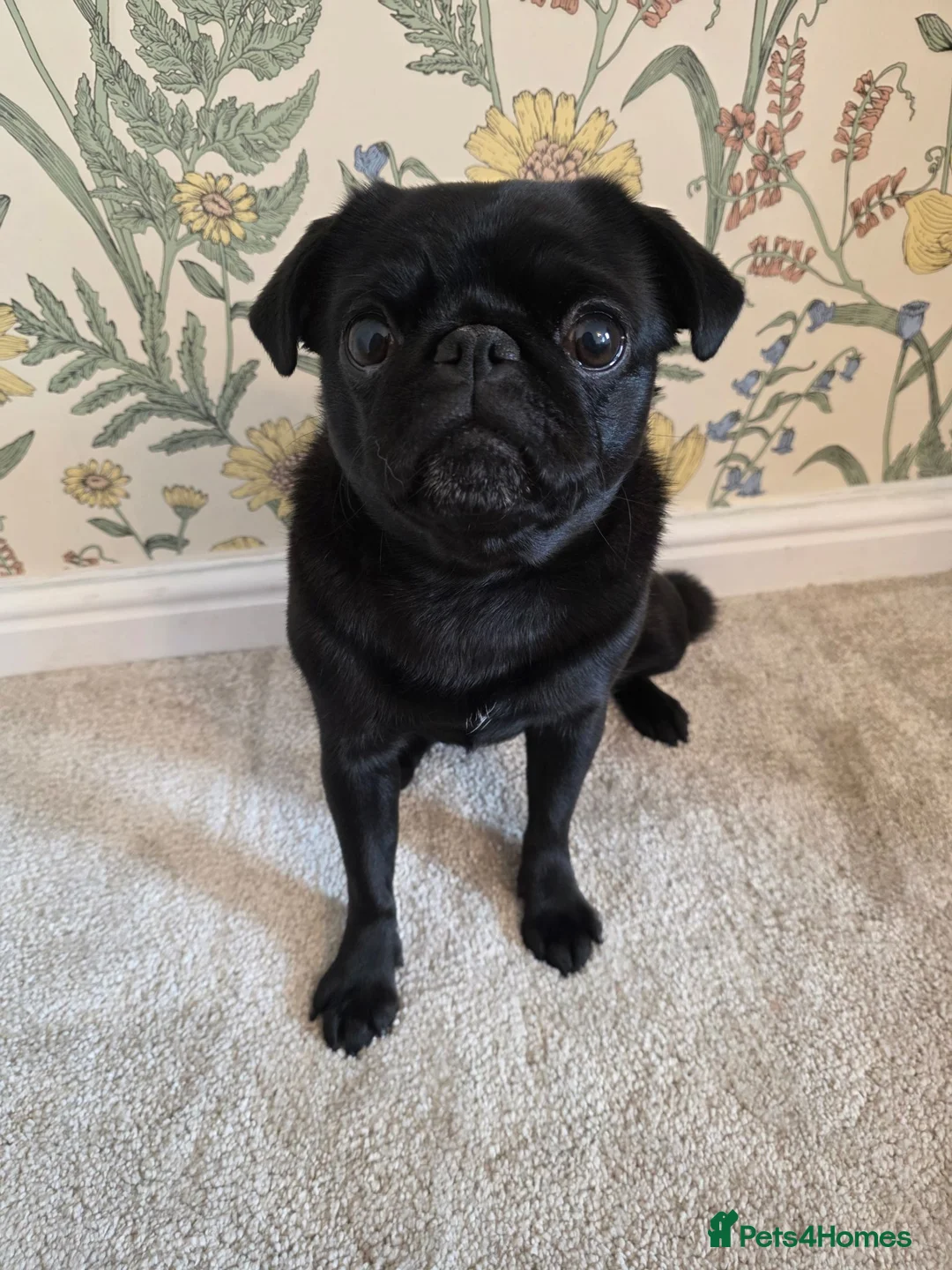 Pug dogs for sale: Nala the Pug 🐾🖤🐾 - Advert 1