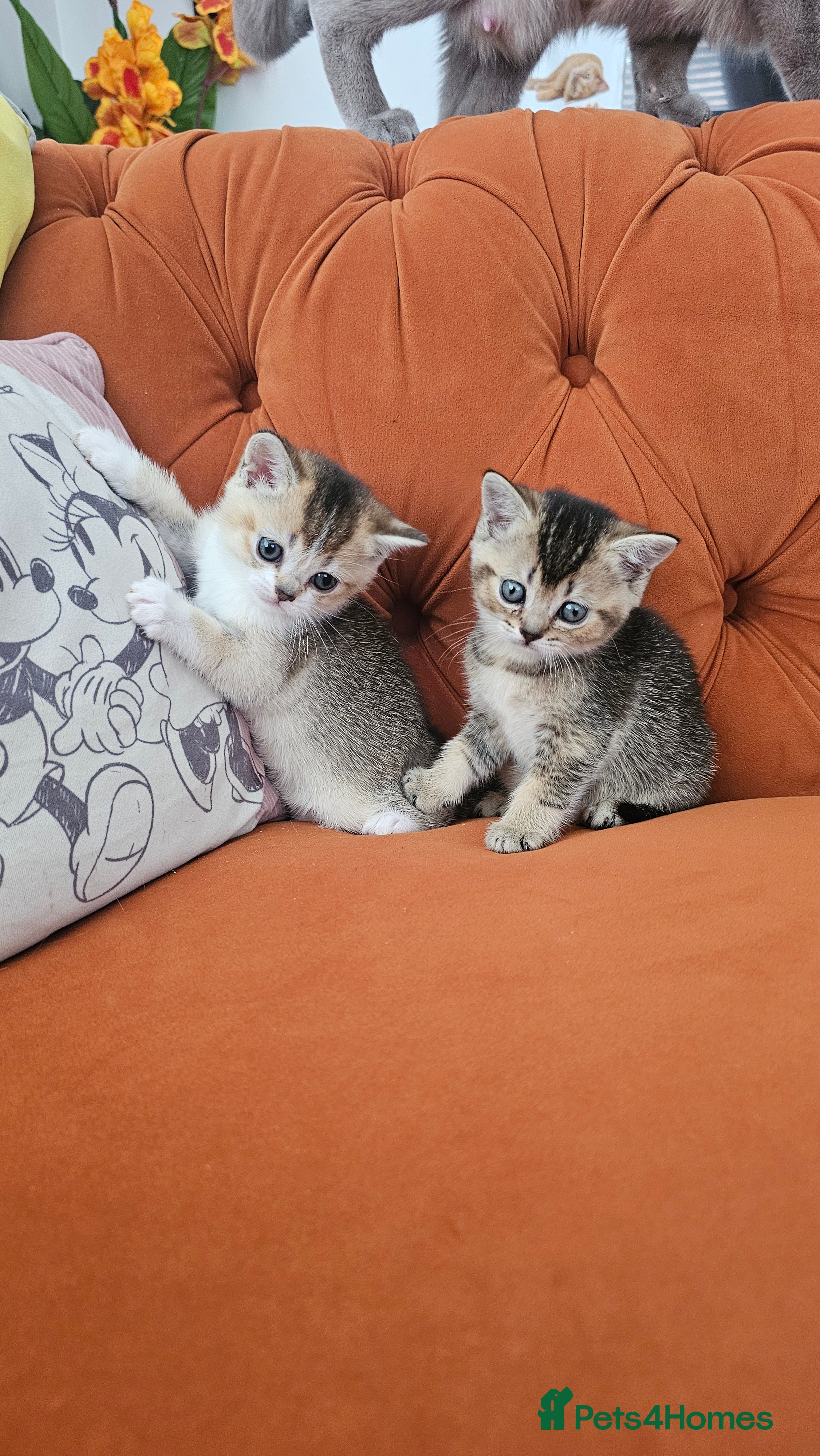 British Shorthair cats British shorthairs and Scottish straights - Advert 9