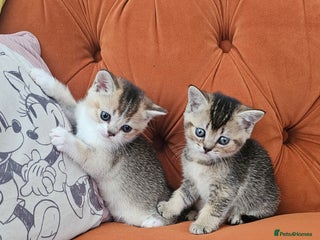 British Shorthair cats British shorthairs and Scottish straights - Advert 9