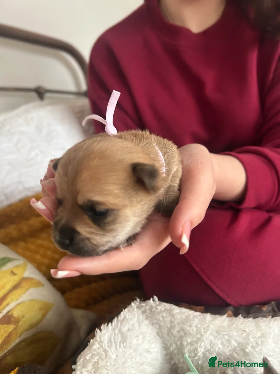 Pomchi dogs for sale: Beautiful Pomchi girls - Advert 24
