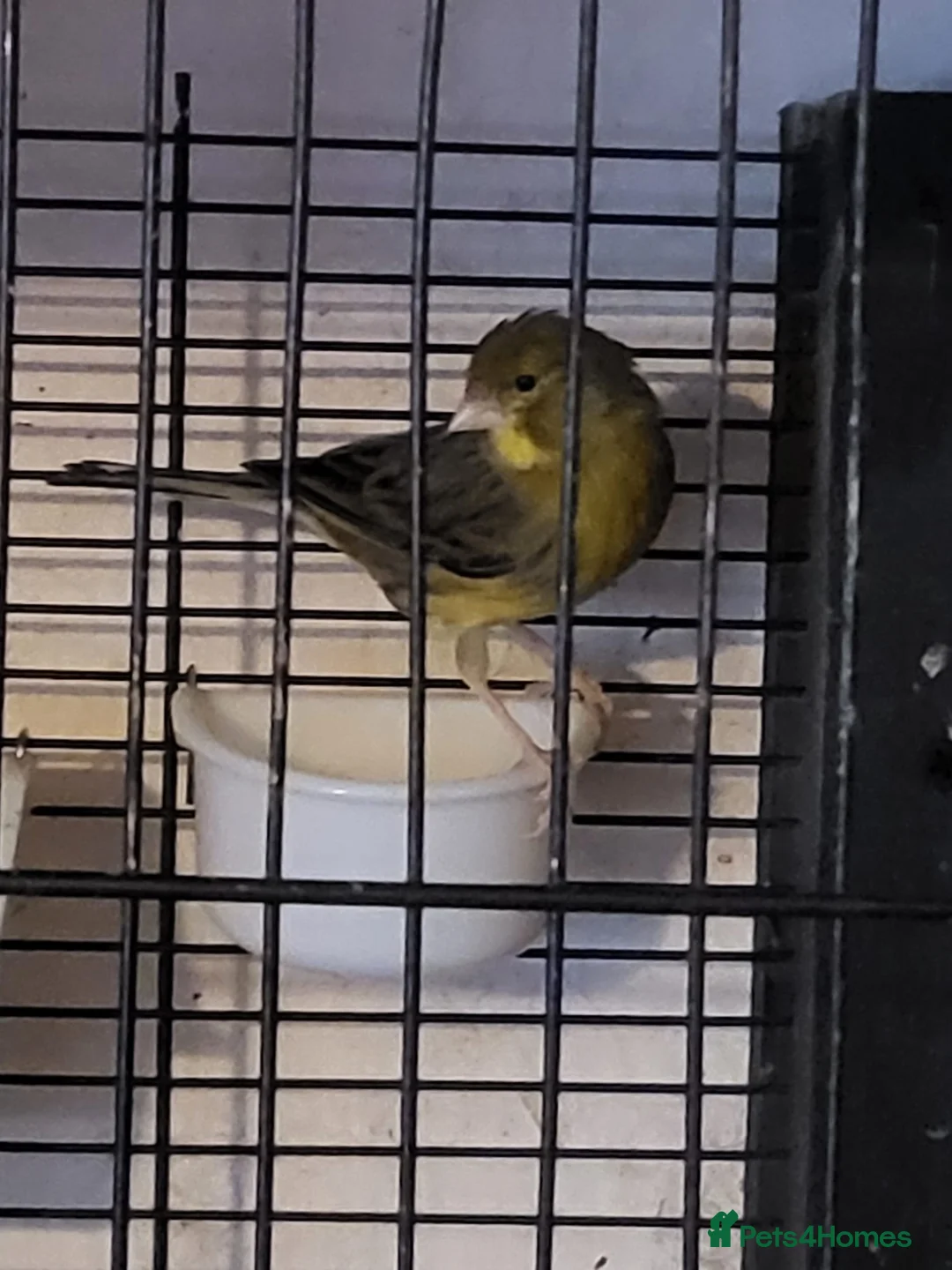 Canaries birds for sale: Canaries in Portsmouth - Advert 3