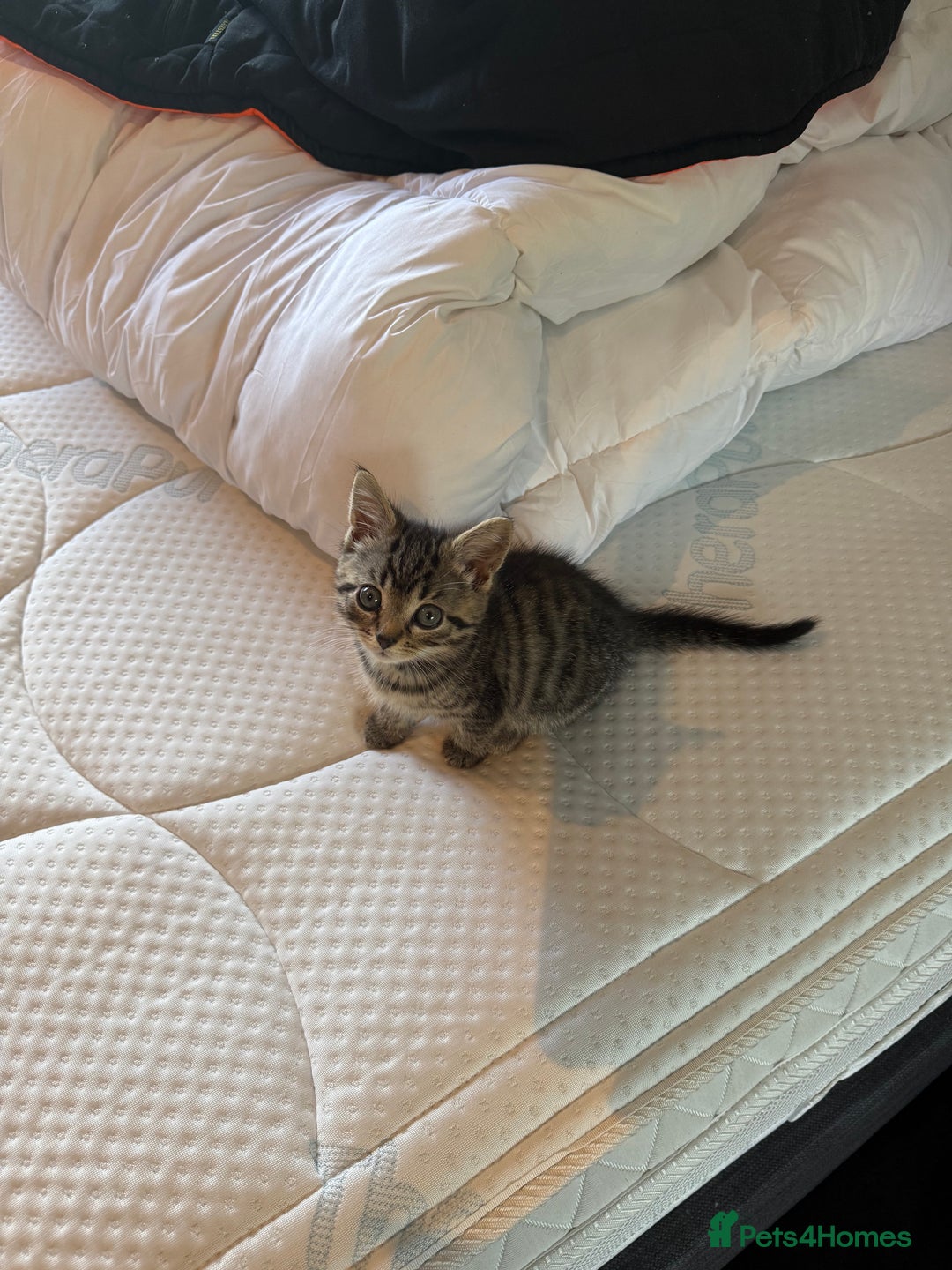 Mixed Breed cats for sale: Adorable 10-Week-Old Kittens for Sale!  - Image 7