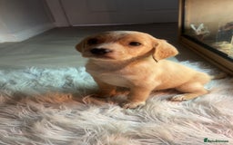Labrador Retriever dogs for sale: Stunning Labrador puppies ready Wednesday!!! - Image 6