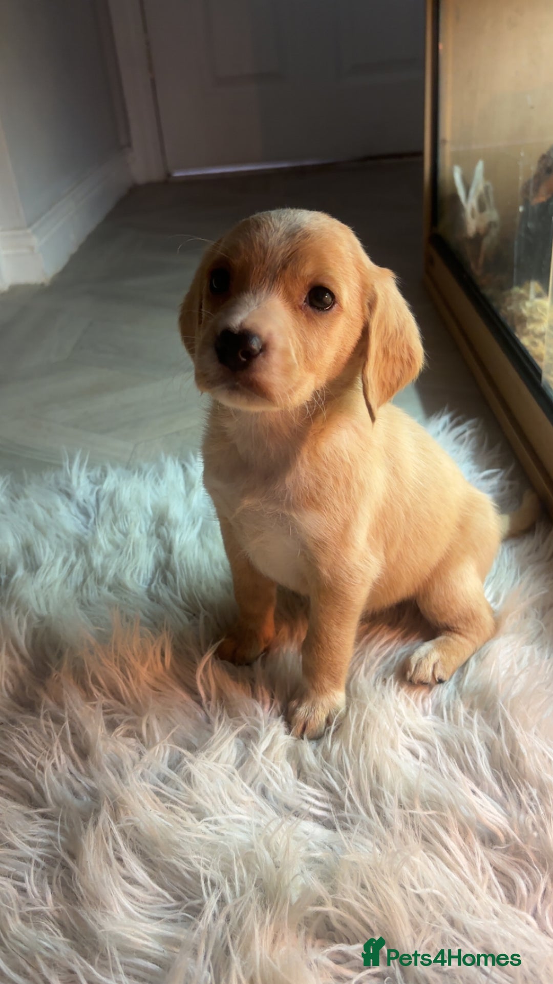 Labrador Retriever dogs for sale: Stunning Labrador puppies ready Wednesday!!! - Image 6