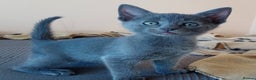 Russian Blue cats for sale: Russian Blue female kitten for sale - Advert 6