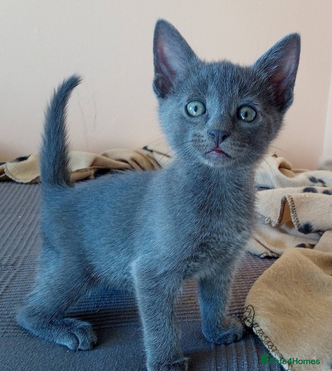 Russian Blue cats for sale: Russian Blue female kitten for sale - Advert 6