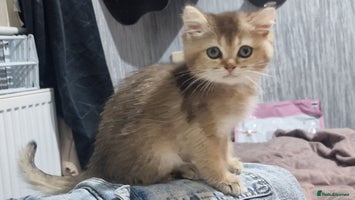 British Shorthair cats British shorthair pedigree kittens - Advert 15