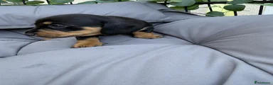 Miniature Dachshund 1