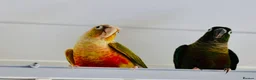 Conures birds for sale: PINEAPPLE CONURE AND GREEN CHEEK CONURE  in Oxford - Advert 5