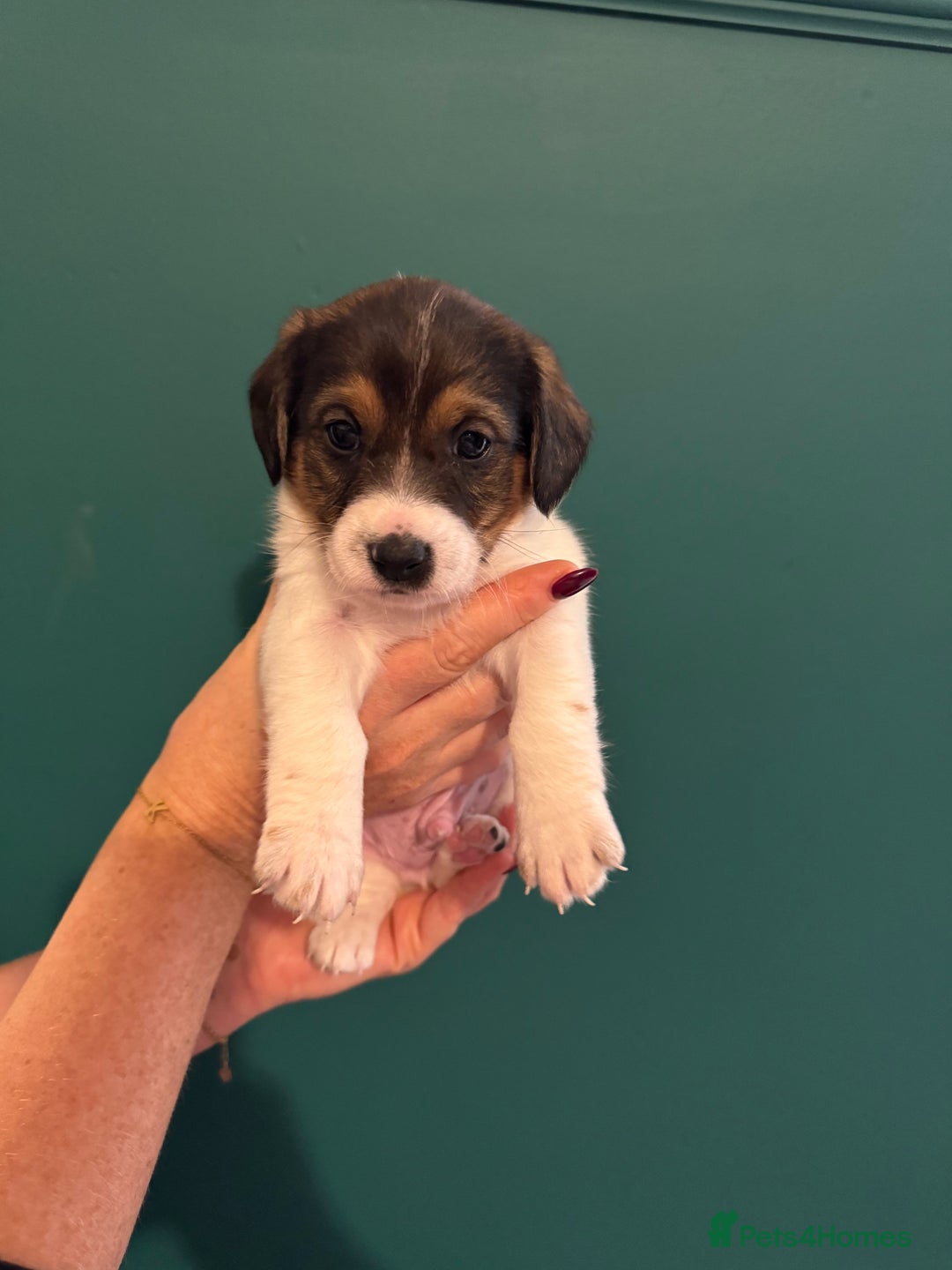 Mixed Breed dogs for sale: Dachshund x Jack Russel Puppies  - Image 2