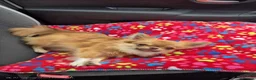 Chihuahua dogs for sale: KC registered chihuahua boy  - Advert 2