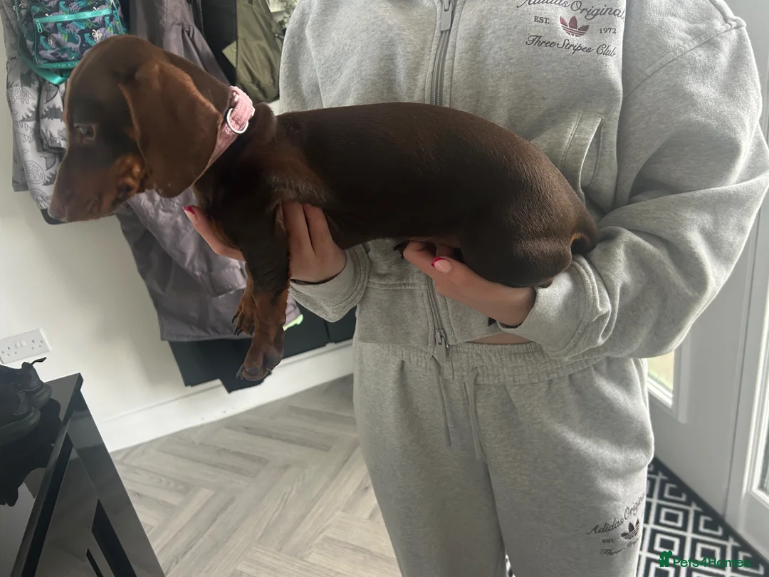 Dachshund dogs for sale: 5 month old monitor Dashund  in Rochdale - Advert 2