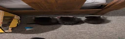 British Shorthair cats for sale: 3 British mixed breed kittens - Advert 10