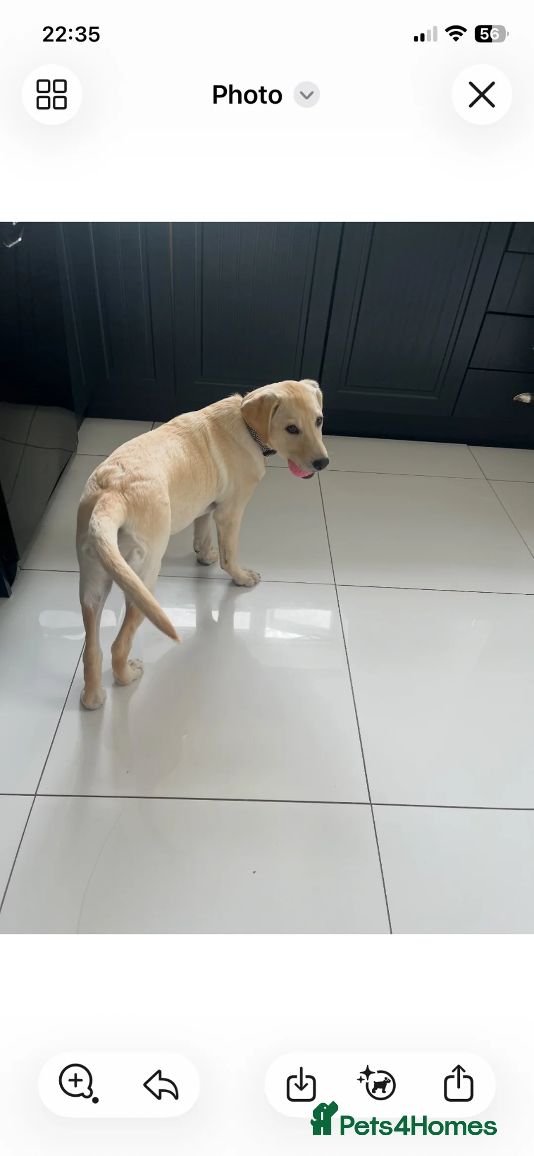 Labrador Retriever dogs for sale: 5 months Yellow female Labrador Retriever  Puppy  in Coventry - Advert 2