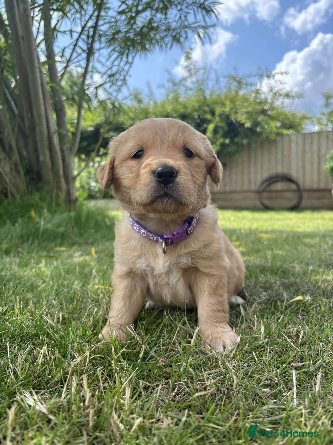 Golden Retriever dogs for sale: Kc pedigree golden retrievers (fox red  in Malton - Image 7
