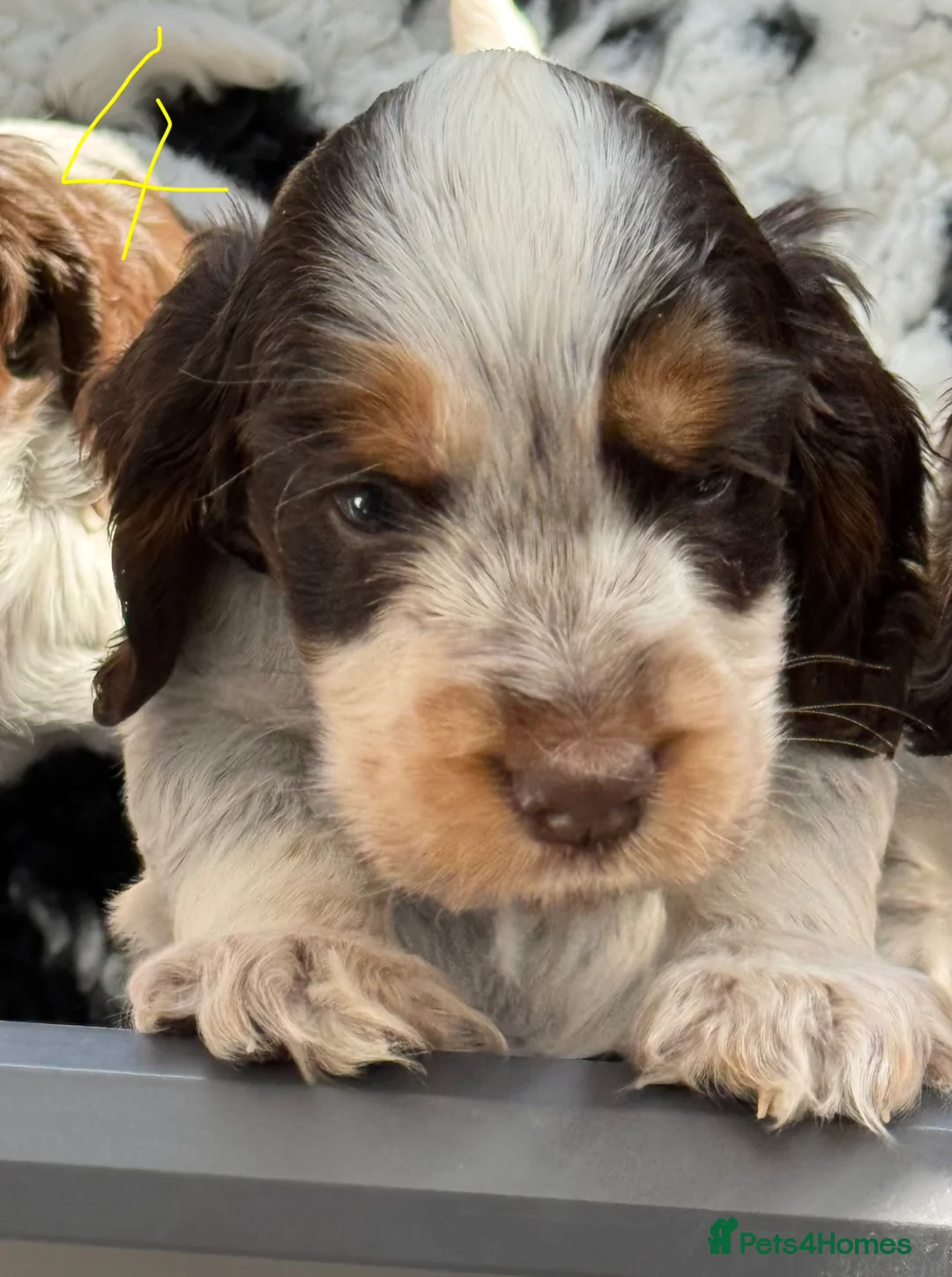 Cocker Spaniel dogs for sale: KC registered puppies - ready to go next week - Advert 1