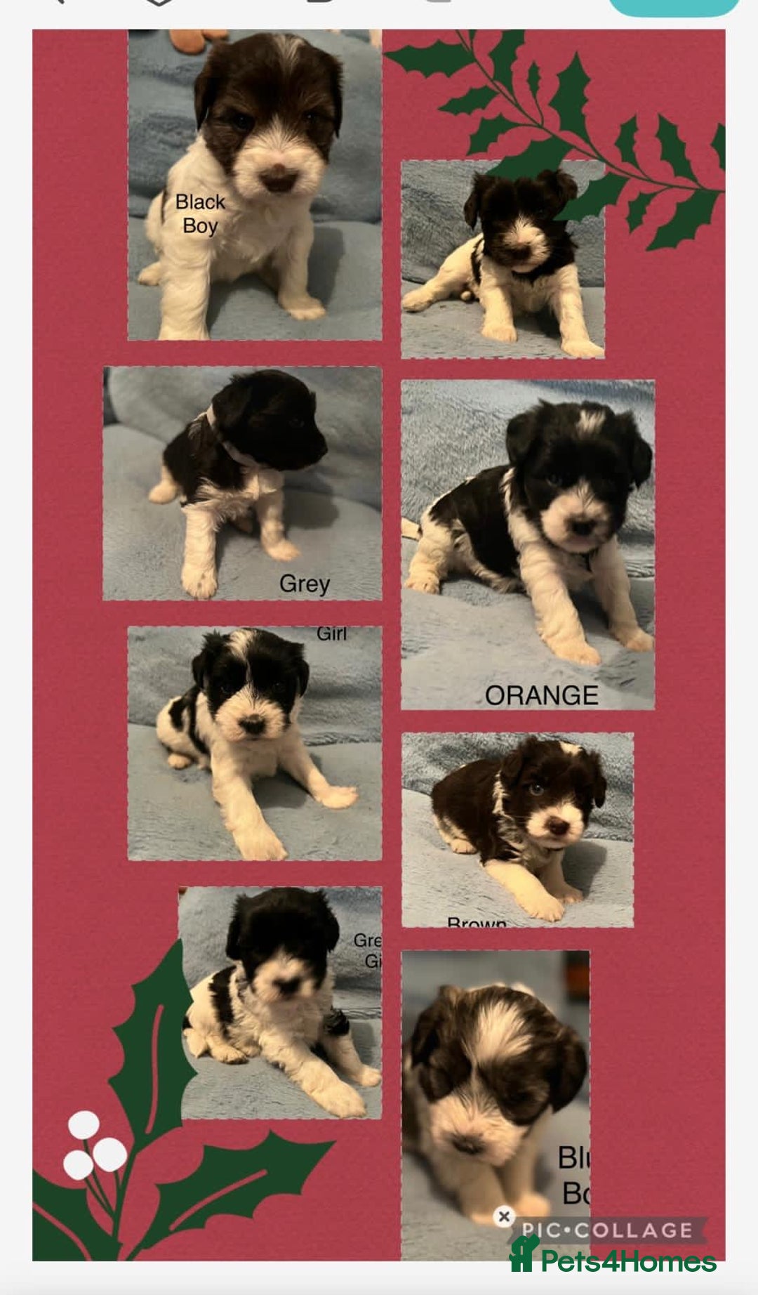 Miniature Schnauzer dogs for sale: OMG ❤️RARE  PEDIGREE PARTI MINIATURE SCHNAUZER  - Advert 2