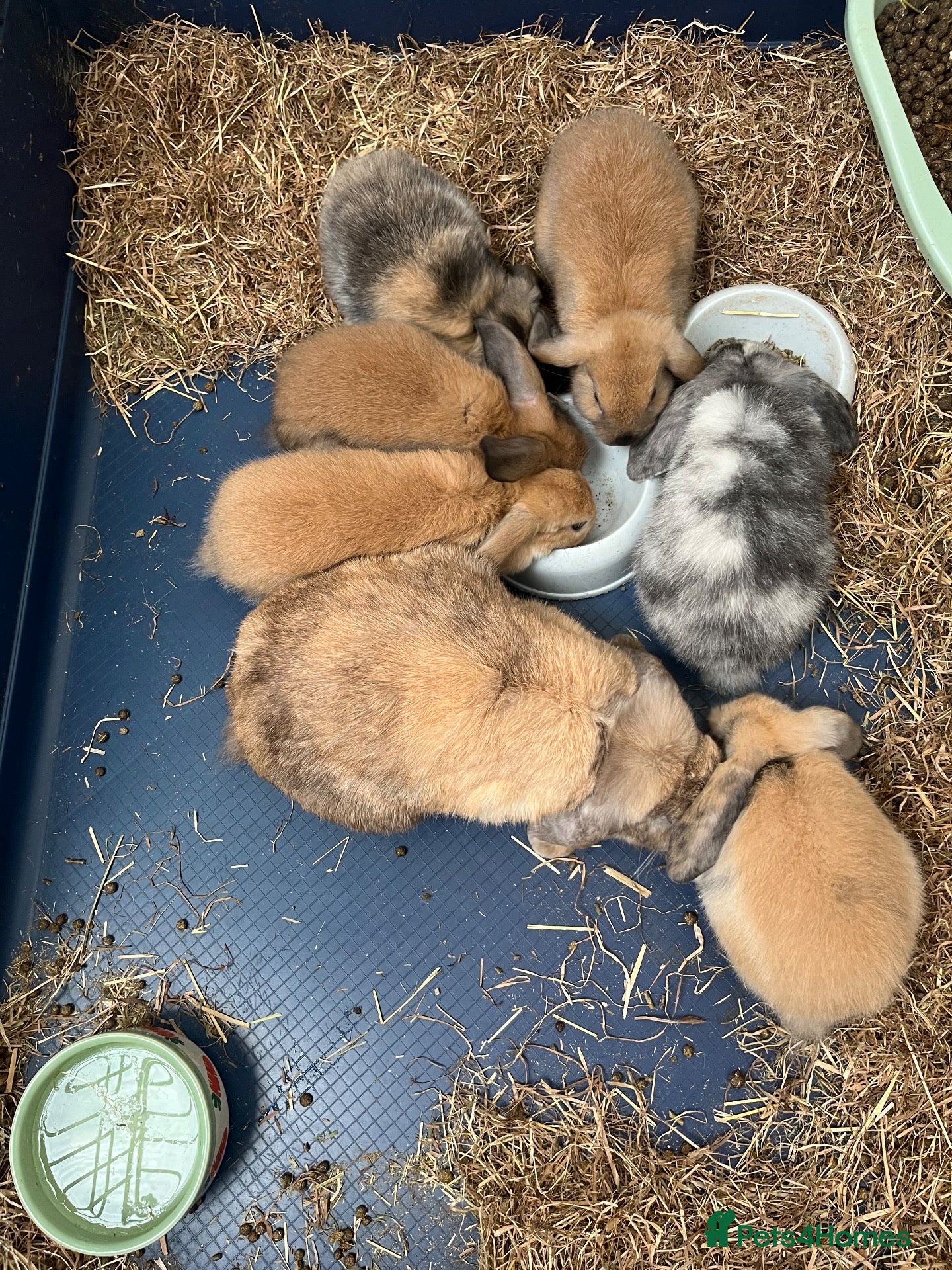 Mini Lop rabbits Gorgeous Mini Lop Babies - Advert 4