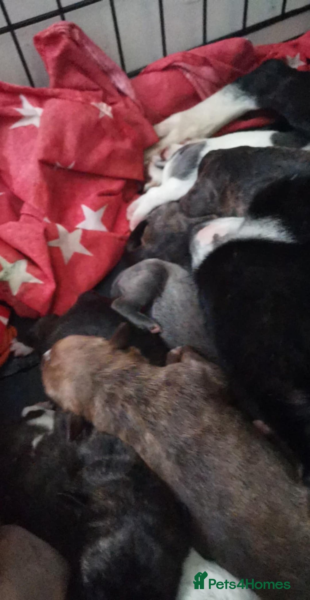 Mixed Breed dogs for sale:  dad pocket bull staffy cross  mom staffy collie - Image 1