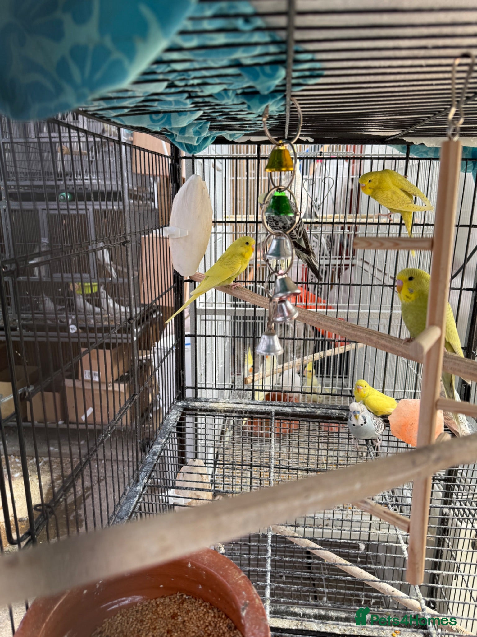 Budgerigars birds Budgies  - Advert 1