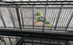 Parrots birds for sale: Male Alexandrine parrot - Image 3