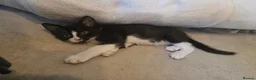 Burmese cats for sale: Burmese x kittens  - Advert 9