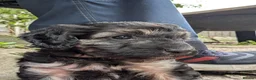 Cockapoo dogs for sale: F2b cockapoo pups health test parents - Advert 7