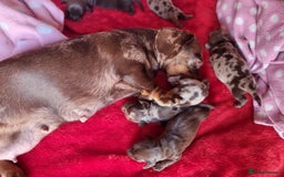 Miniature Dachshund dogs for sale: Miniature dachshund  - Image 10