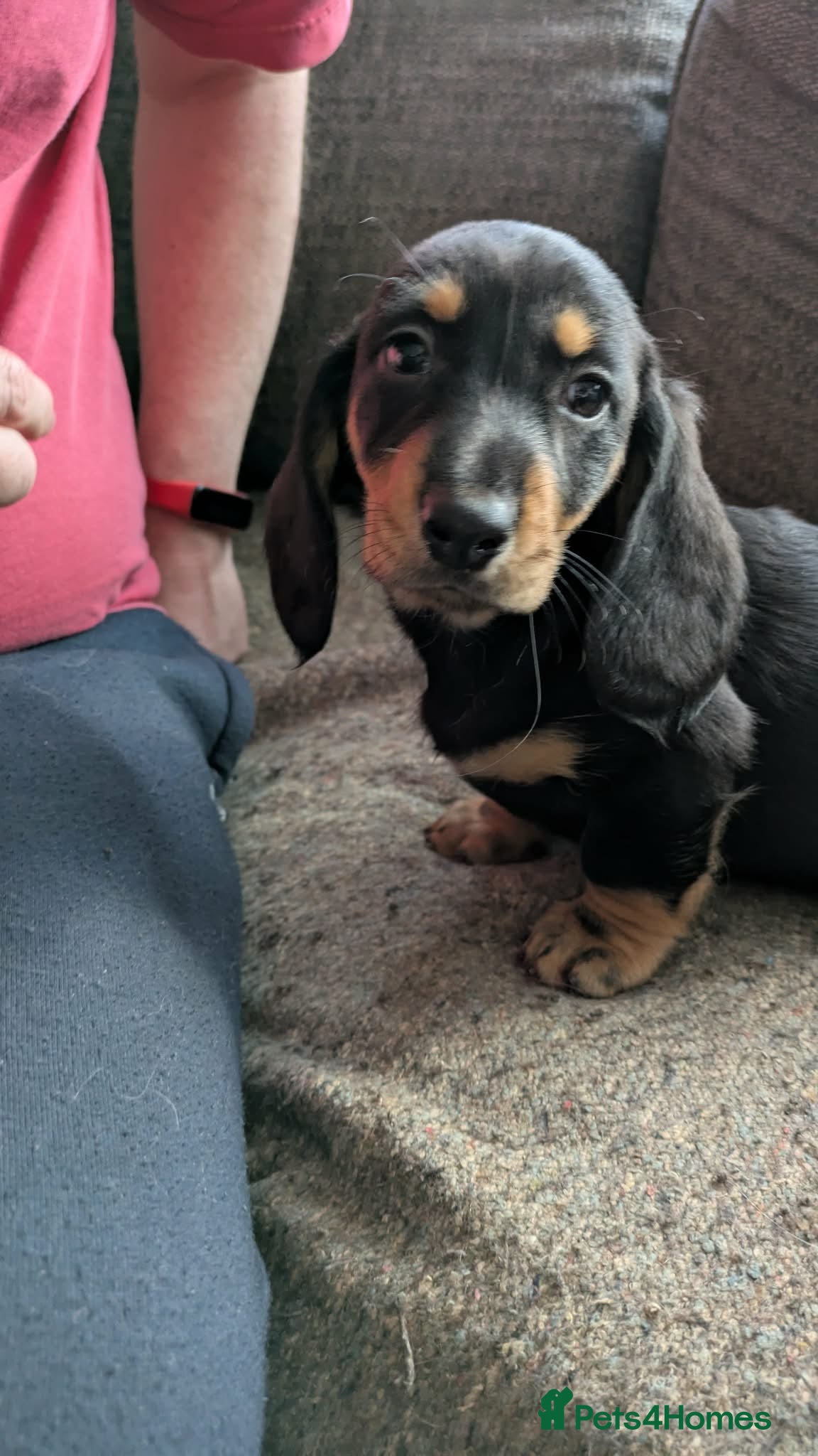 Dachshund dogs Stunning Standard Dachshund Puppies  - Advert 9