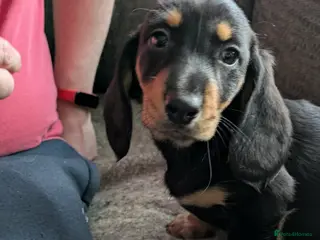 Dachshund dogs Stunning Standard Dachshund Puppies - Advert 9