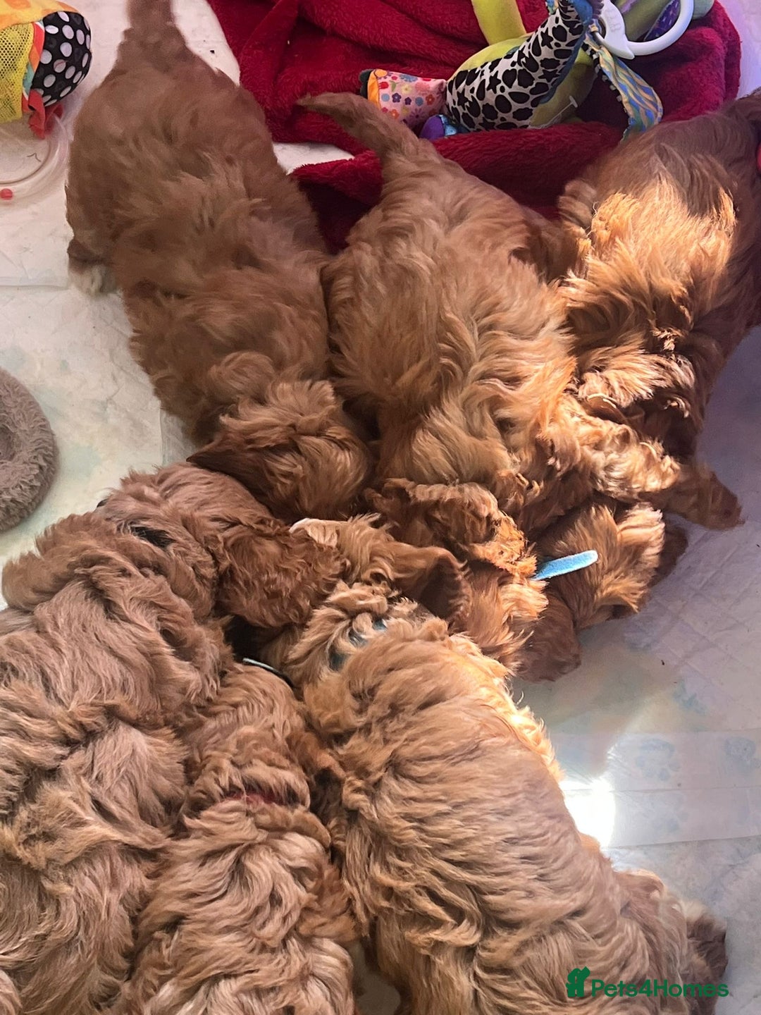Cavapoo dogs for sale: Cavapoo puppies⭐️⭐️ health tested parents ⭐️⭐️⭐️ - Image 8