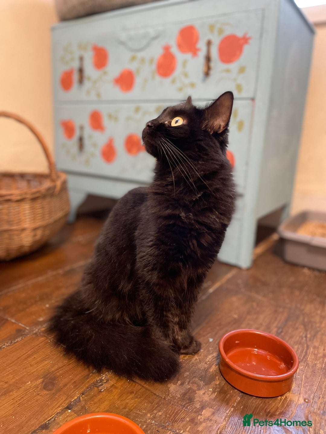 Domestic Shorthair cats for adoption: Zara, 4 year old female neutered  - Advert 5