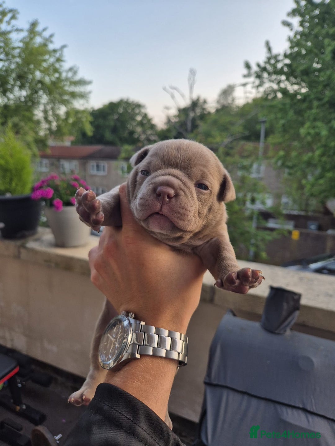American Bully dogs for sale: Champagne, Chocolate, Merle Micro Pocket Bullys  in Wilmslow - Image 30
