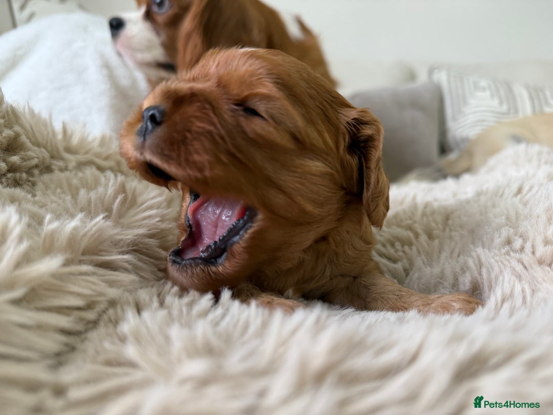 Cavalier King Charles Spaniel dogs for sale: Cavalier King Charles  - Image 20