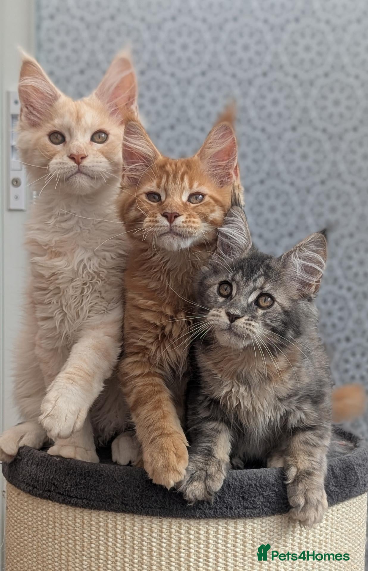 Maine Coon cats Stunning Tica registered Maine coons - Advert 2
