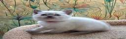 British Shorthair cats for sale: Stunning BSH Blue eyed Colour Point Kittens - Advert 14