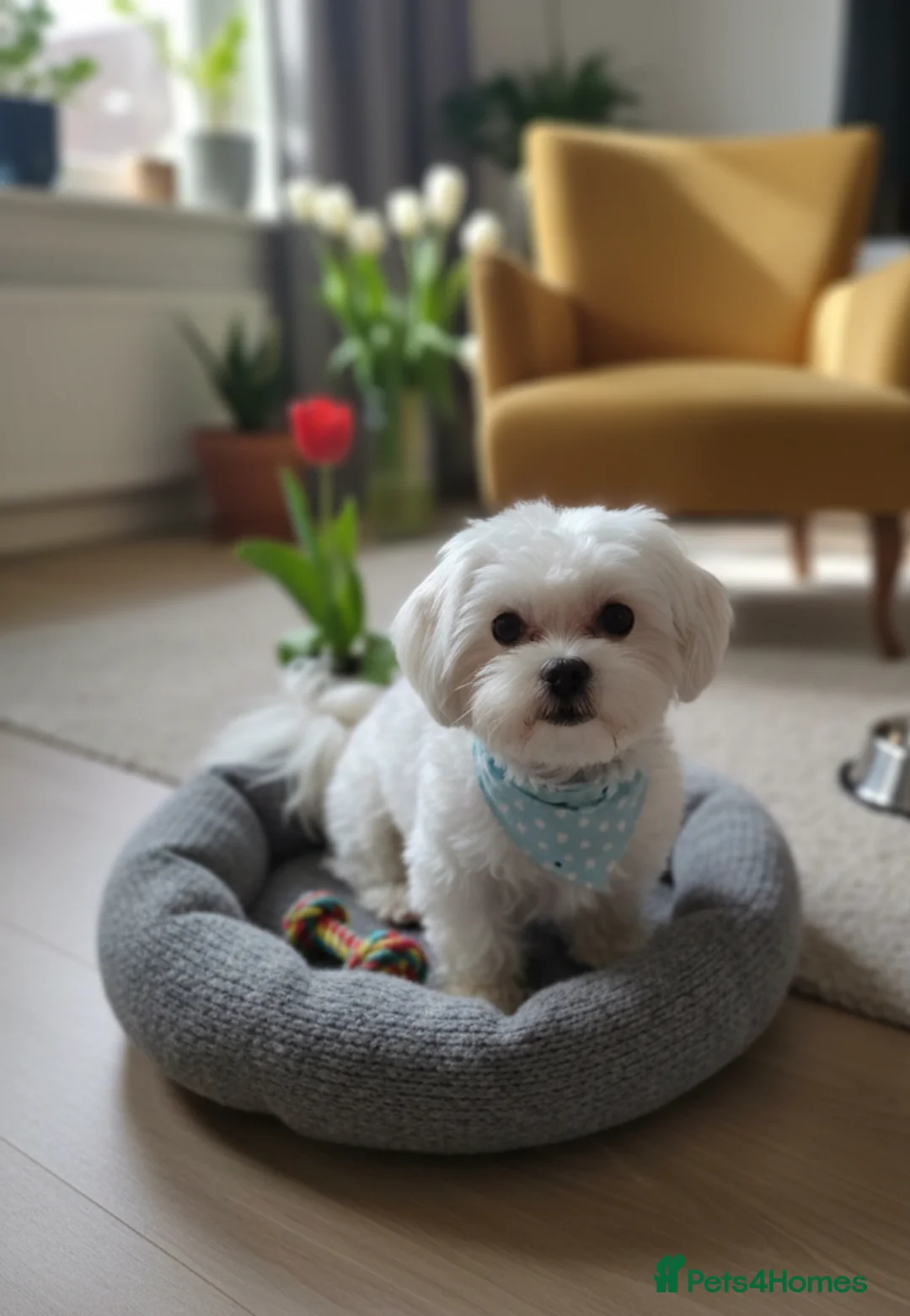 Malshi dogs for sale: Beautiful Malshi girl - Advert 4