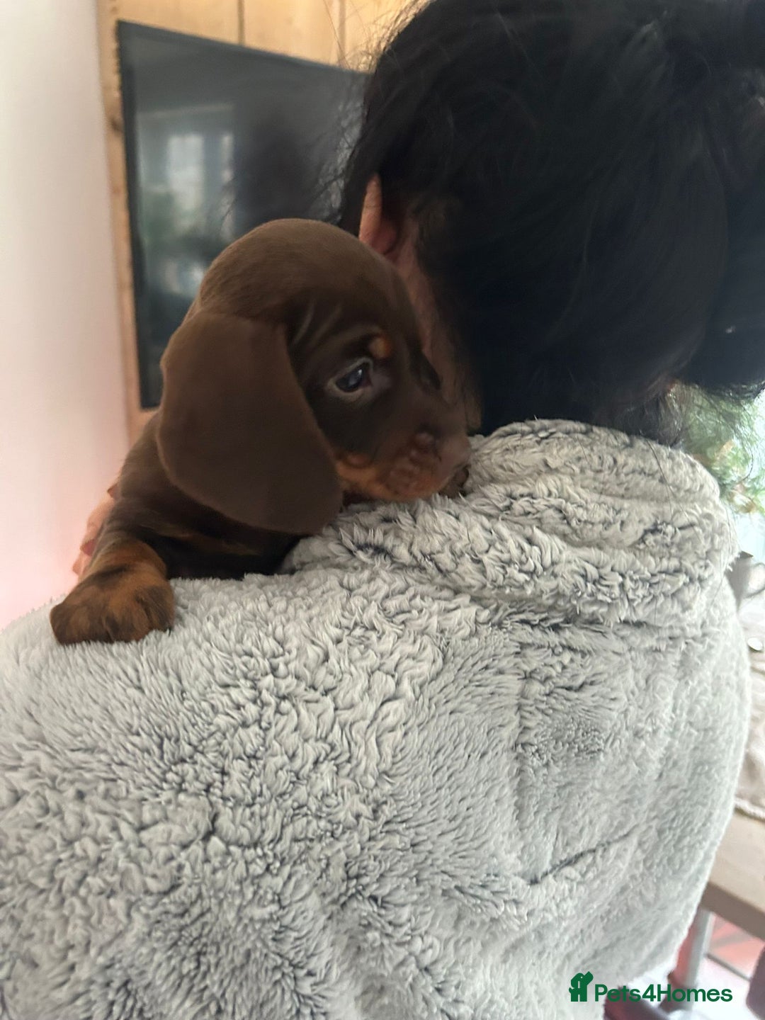 Dachshund dogs for sale: Dachshund puppies  - Advert 14
