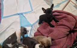 Mixed Breed dogs for sale: Fantastic 3/4 French bulldog and a 1/4 jack puppy - Image 10