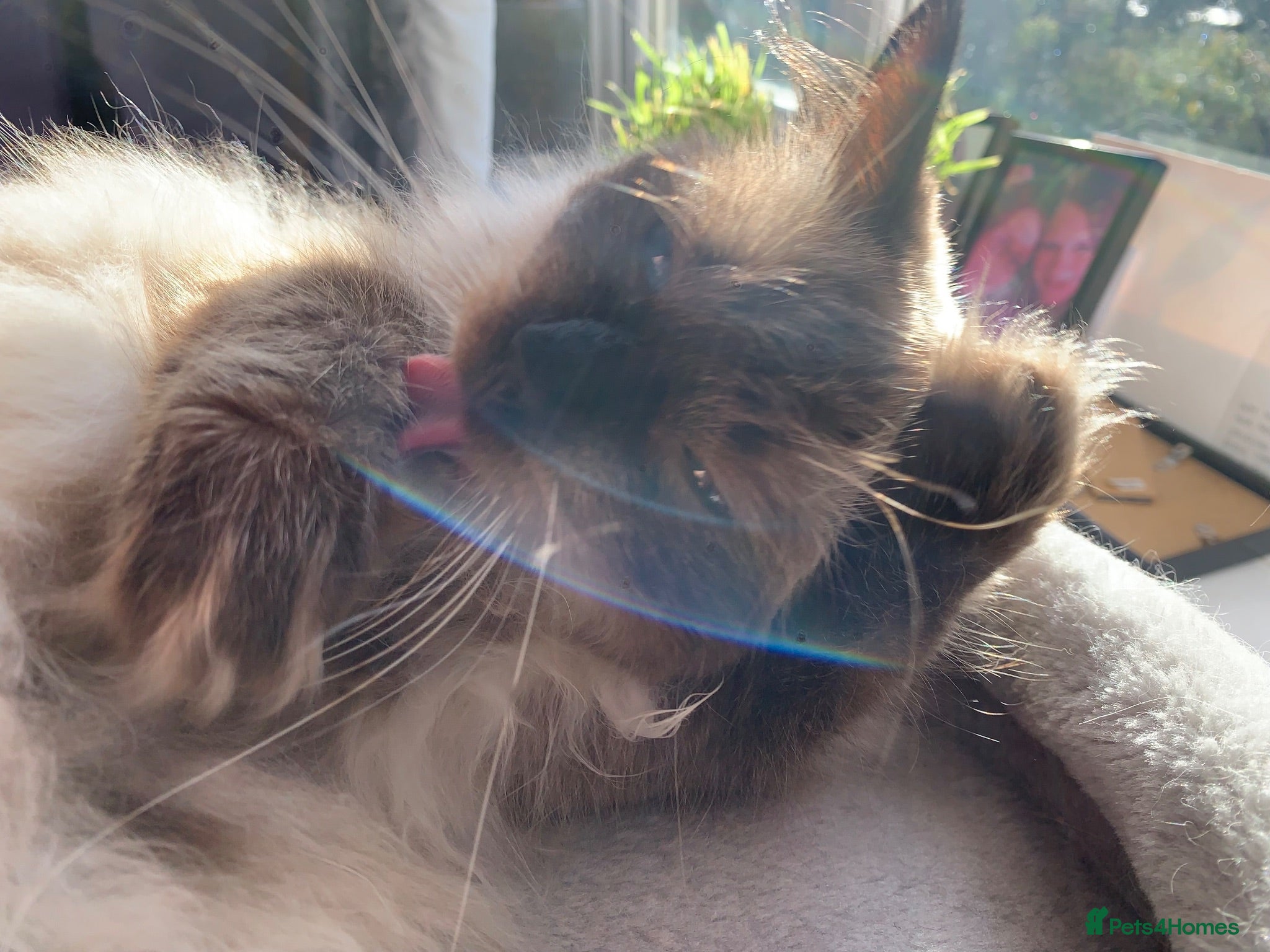 Ragdoll cats 6th Generation* Purebreed Pedigree Ragdoll Kittens - Advert 14