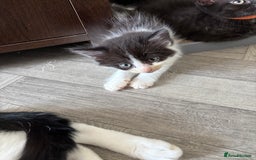 Mixed Breed cats for sale: British short hair kittens  - Image 13