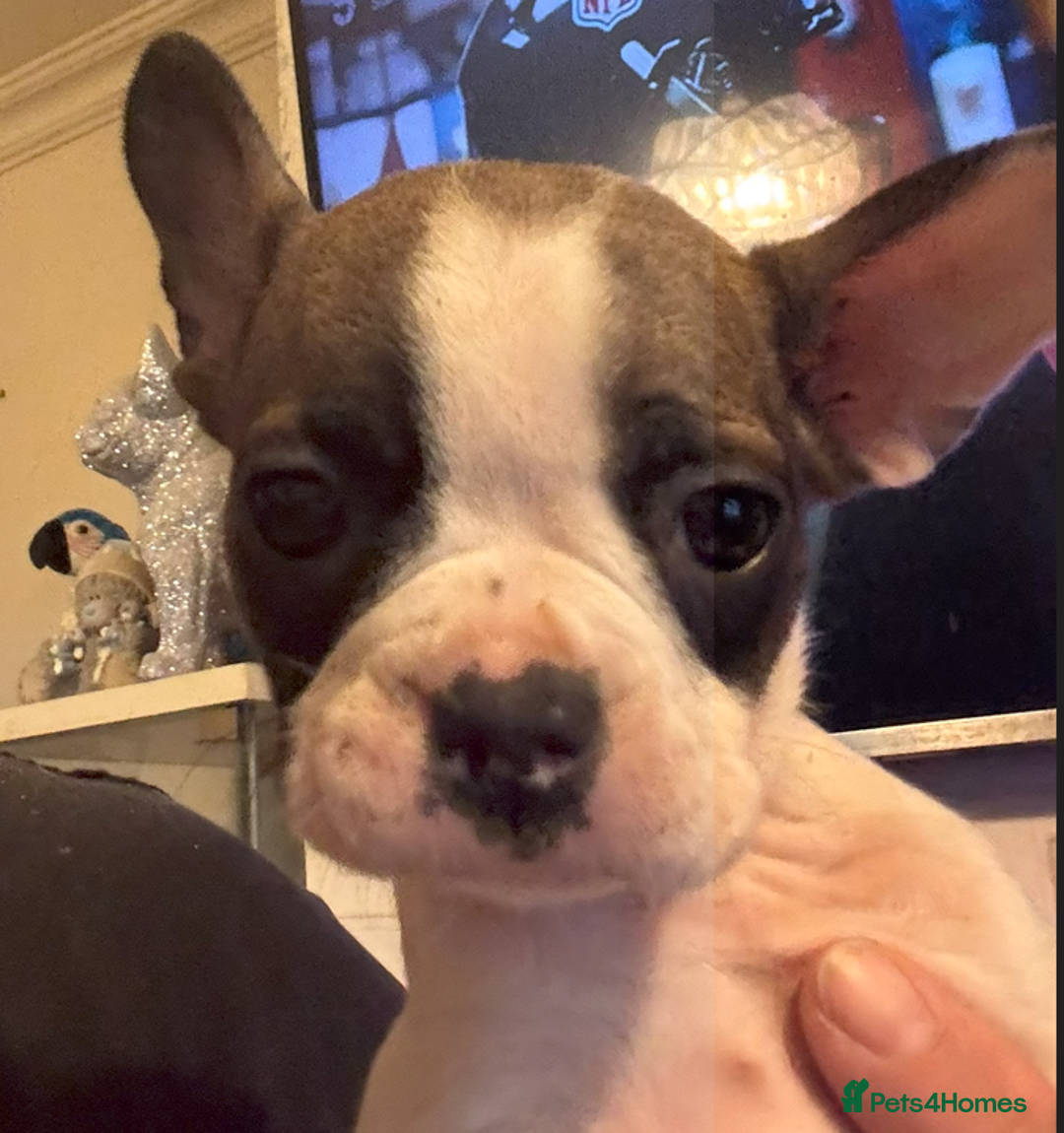 French Bulldog dogs for sale: french bulldogs for sale - Image 7