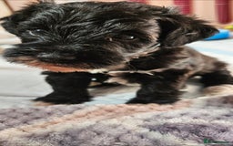 Schnoodle dogs for sale: 2 beautiful schnoodles  - Image 19