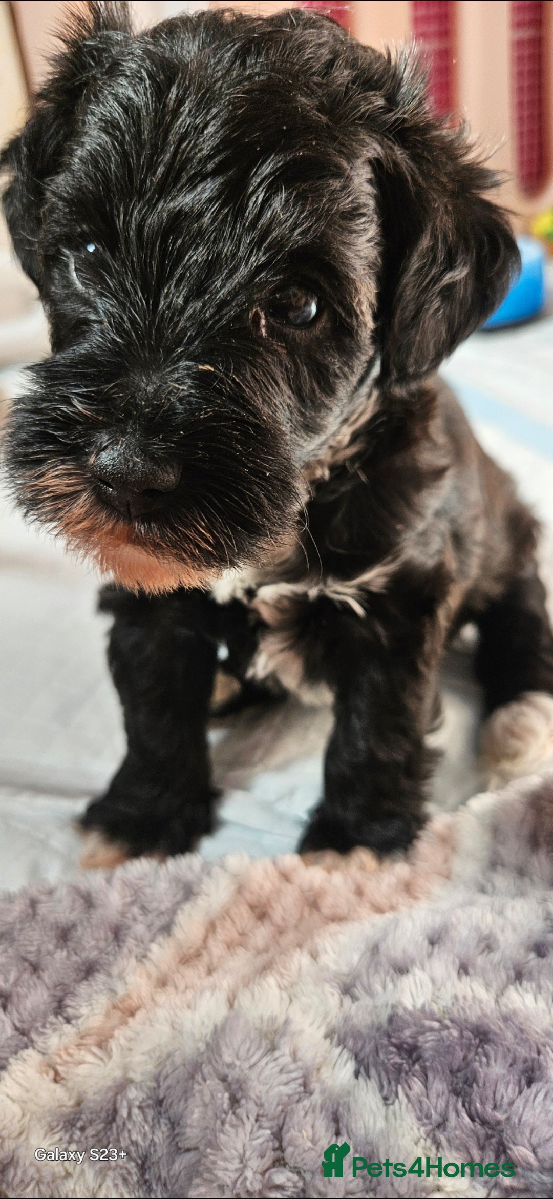 Schnoodle dogs for sale: 2 beautiful schnoodles  - Image 19