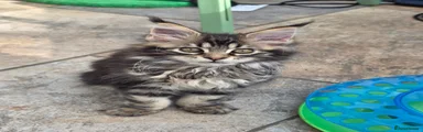 Tabby muzzle female