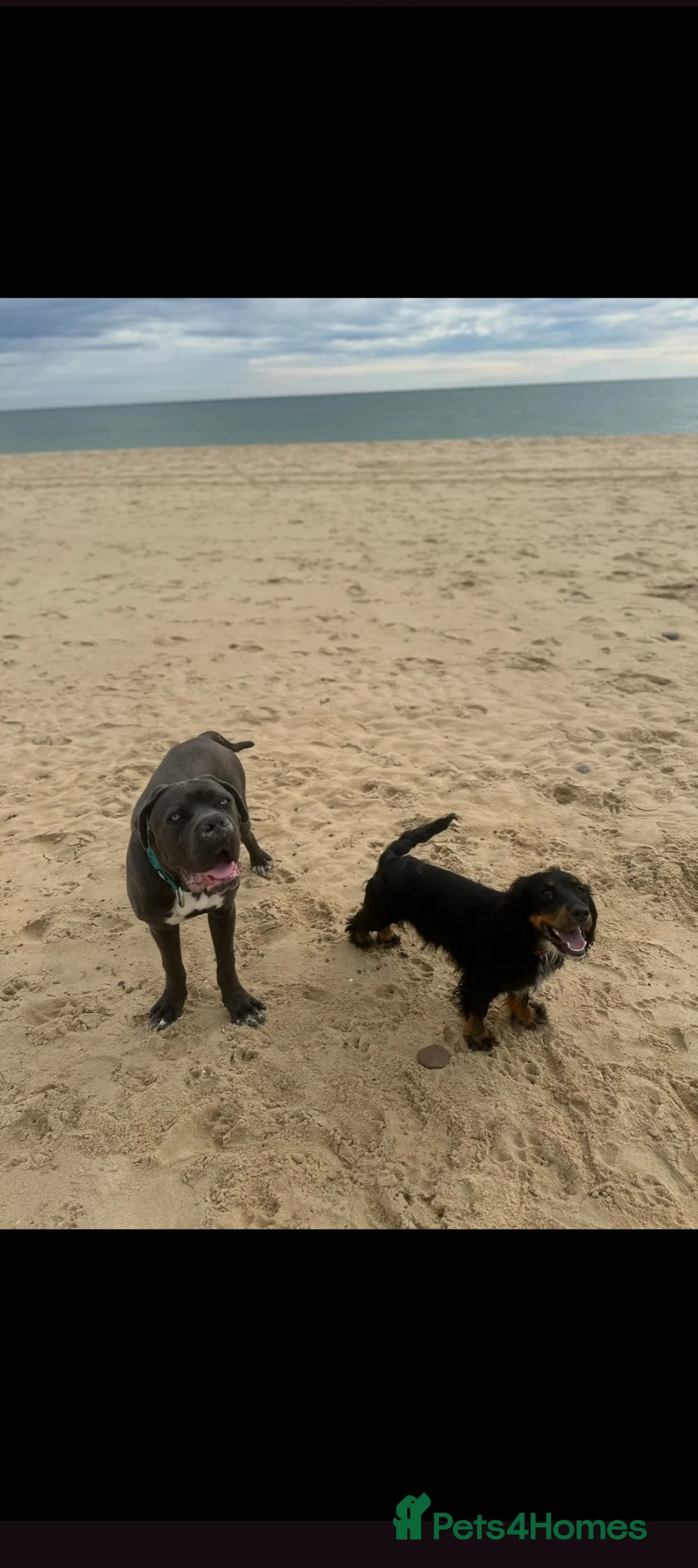 Cane Corso dogs for sale: Beautiful male blue cane corso  - Advert 2