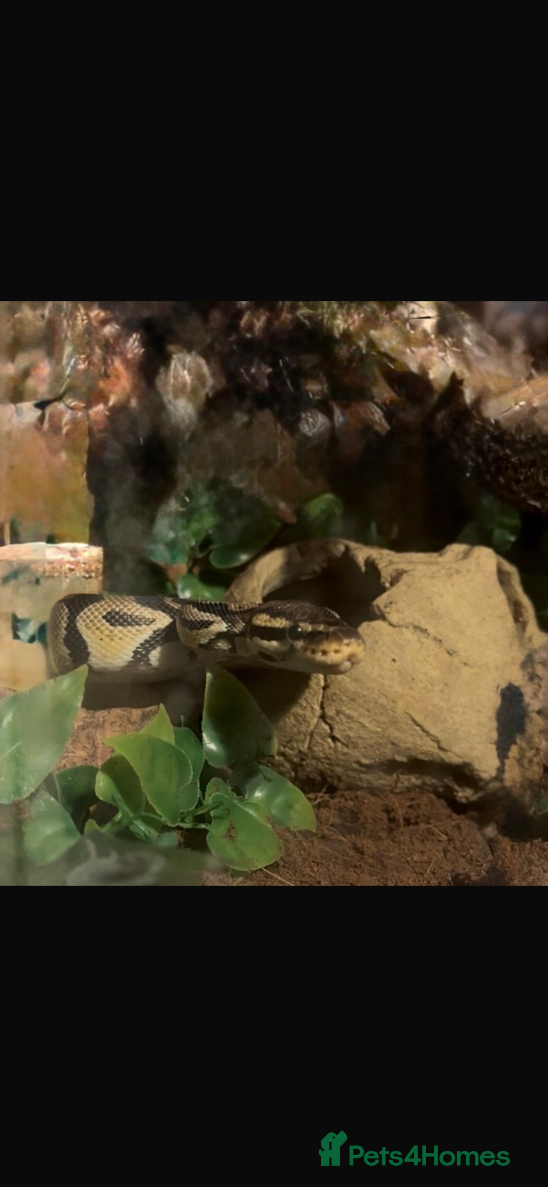 Python Snake reptiles for sale: 1 year old ball python  - Advert 2