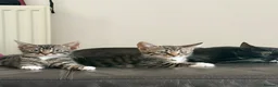 Mixed Breed cats for sale: Kittens  - Advert 4